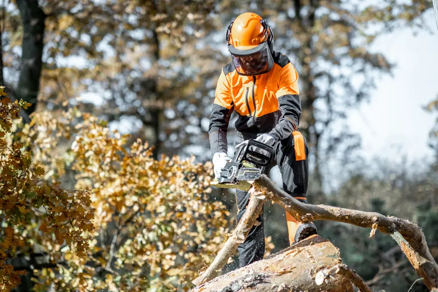 How To Prevent Future Tree Problems With Professional Cutting San Tan Valley AZ How To Prevent Future Tree Problems With Professional Cutting San Tan Valley AZ