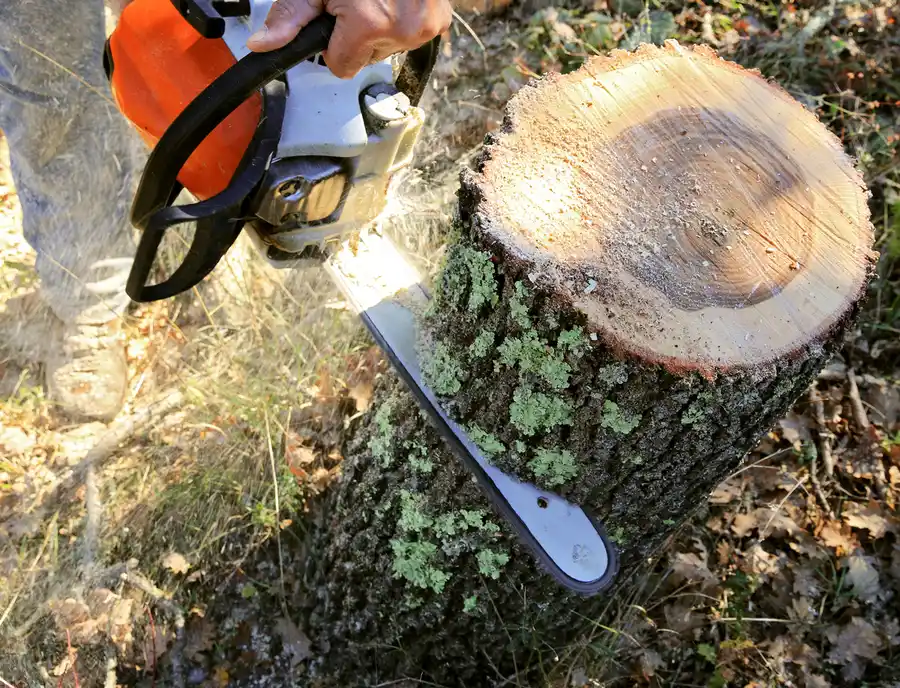 How To Prevent Future Tree Problems With Professional Cutting in San Tan Valley AZ How To Prevent Future Tree Problems With Professional Cutting in San Tan Valley AZ