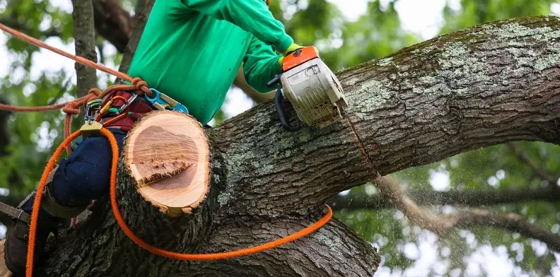 How Tree Trimming Boosts Your Property's Curb Appeal San Tan Valley AZ How Tree Trimming Boosts Your Property's Curb Appeal San Tan Valley AZ