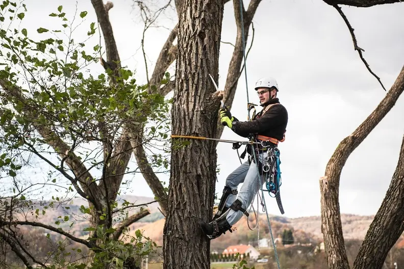 How Tree Trimming Boosts Your Property's Curb Appeal in San Tan Valley AZ How Tree Trimming Boosts Your Property's Curb Appeal in San Tan Valley AZ