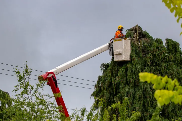 Premium Tree Trimming San Tan Valley AZ Premium Tree Trimming San Tan Valley AZ