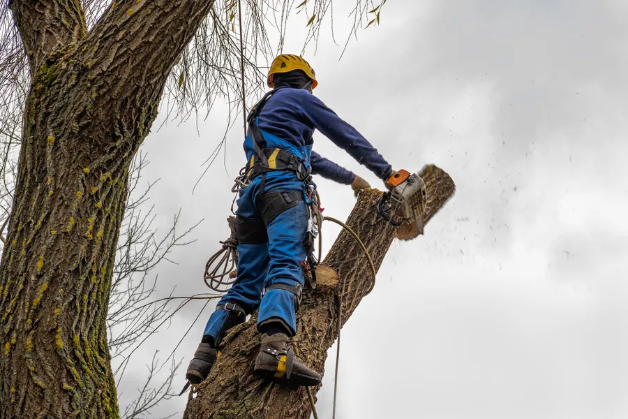 Professional Tree Cutting Services San Tan Valley AZ Professional Tree Cutting Services San Tan Valley AZ