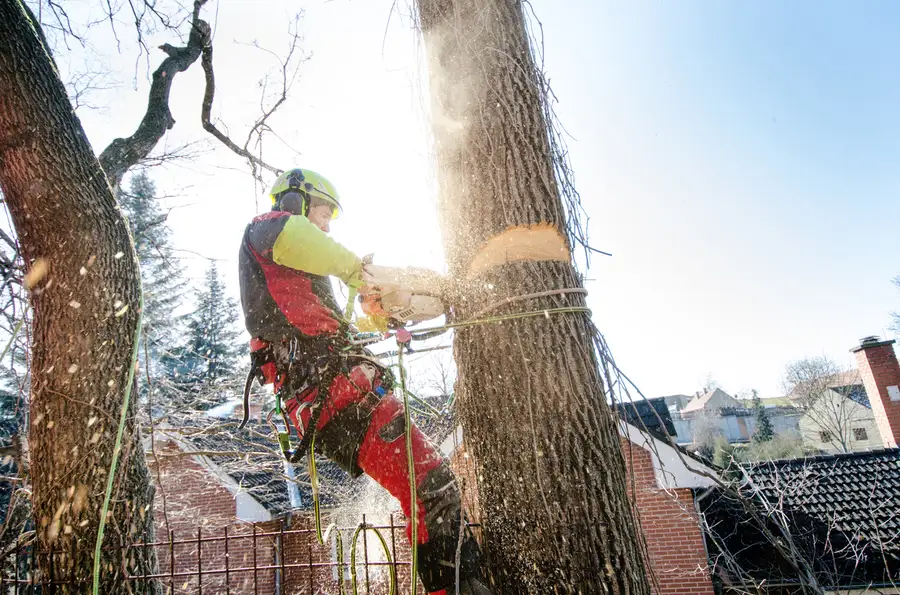 Reliable Tree Cutting Services San Tan Valley AZ Reliable Tree Cutting Services San Tan Valley AZ