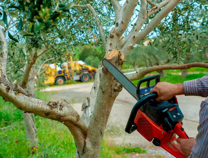 The Benefits Of Regular Tree Trimming For Tree Health San Tan Valley AZ The Benefits Of Regular Tree Trimming For Tree Health San Tan Valley AZ