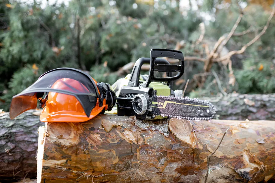 When To Consider Professional Tree Cutting Services San Tan Valley AZ When To Consider Professional Tree Cutting Services San Tan Valley AZ