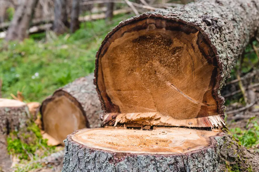 When To Consider Professional Tree Cutting Services in San Tan Valley AZ When To Consider Professional Tree Cutting Services in San Tan Valley AZ